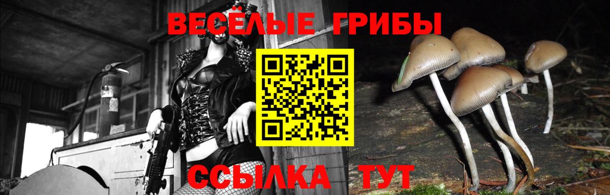Галлюциногенные грибы Cubensis Северск